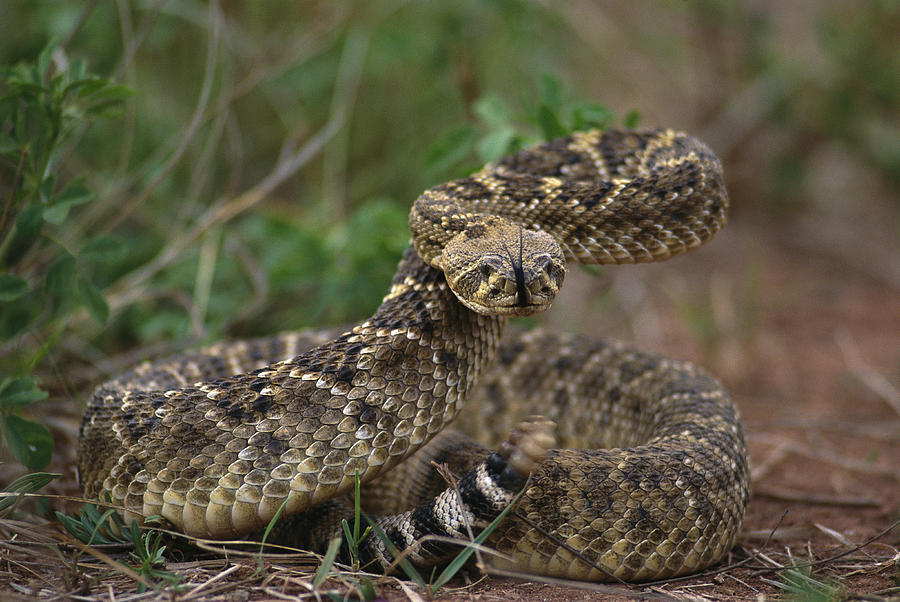 Western Diamondback Rattlesnake | Coniferous Forest
