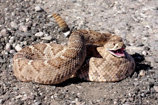 Resultado de imagem para Western diamondback rattlesnake