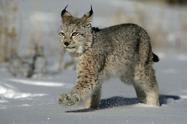 Baby-Eurasian-Lynx.jpg
