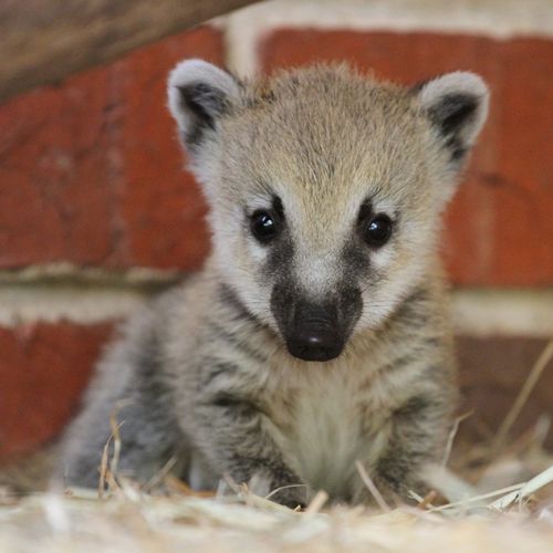 White Nosed Coati Coatimundi Coniferous Forest White Nosed Coati Coatimundi Coniferous Forest