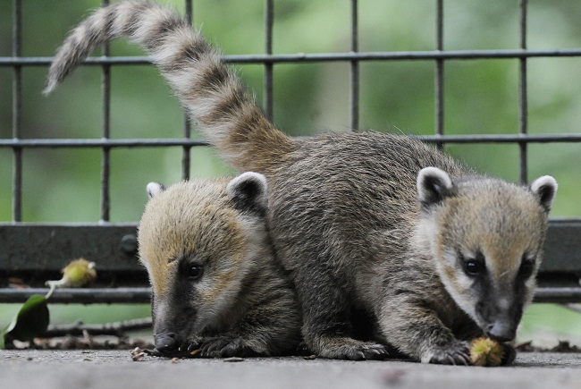 White Nosed Coati Coatimundi Coniferous Forest White Nosed Coati Coatimundi Coniferous Forest