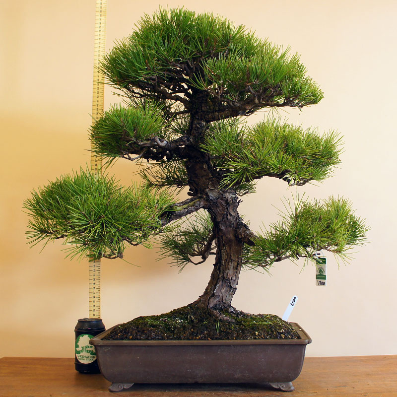 Japanese Black Pine | Coniferous Forest