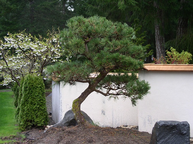 Japanese Black Pine 40
