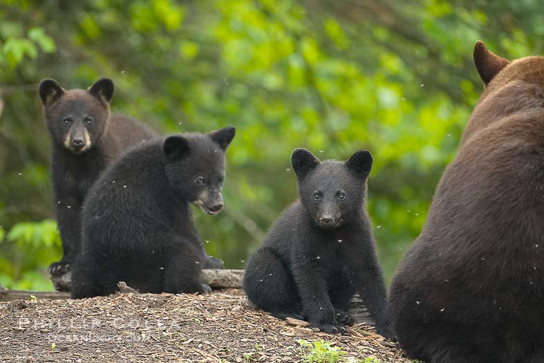 American Black Bear Coniferous Forest