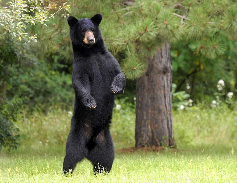 Resultado de imagem para american black bear