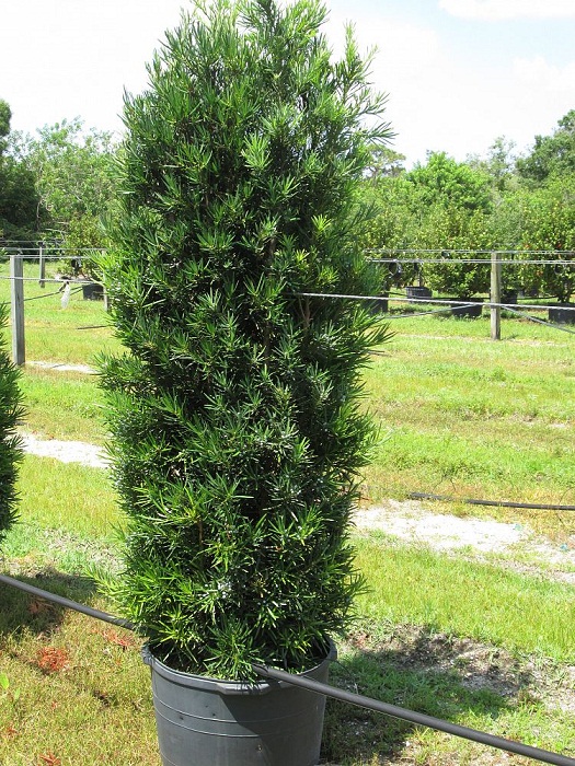 Japanese Yew | Coniferous Forest