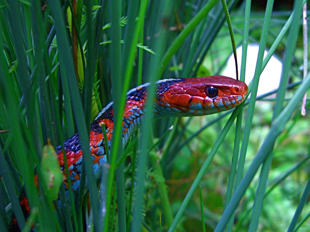 Red Sided Garter Snake Head