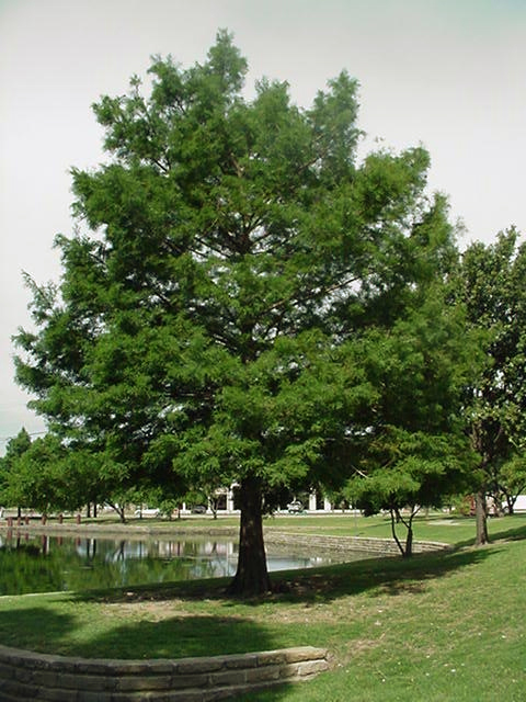 bald cypress tree bhutan trees texas hosea land species native name east coniferousforest