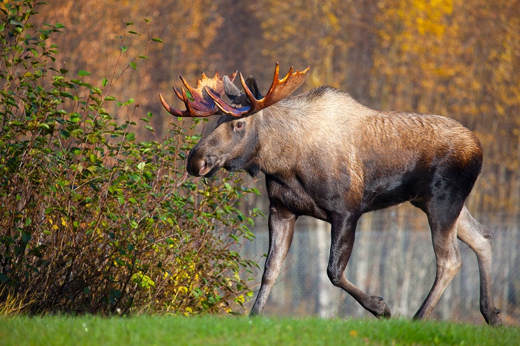 Alaska Moose Pictures