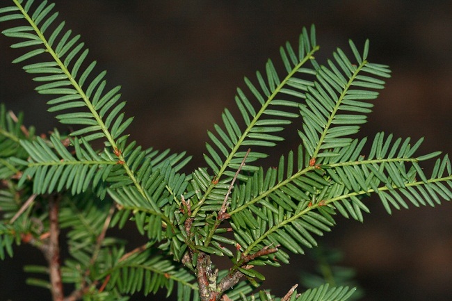 pacific yew  taxus brevifolia  tree facts  identification