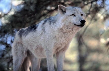 tundra wolf facts adaptations