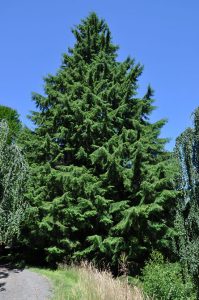 Western Hemlock Tree Facts, Identification, Distribution, Pictures