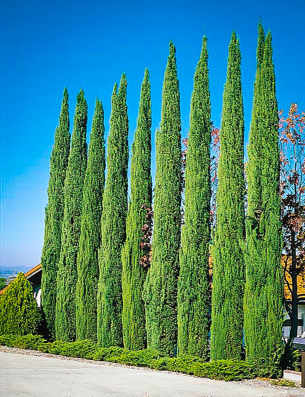 cypress italian trees tree privacy tall landscaping mediterranean garden backyard cupressus pine juniper plant plants yard green skinny driveway small