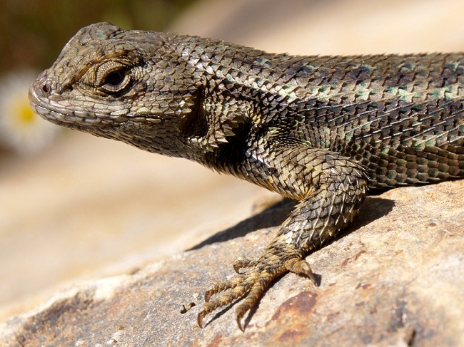 Western Fence Lizard - Facts, Diet, Habitat & Pictures on