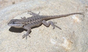 Western Fence Lizard Images