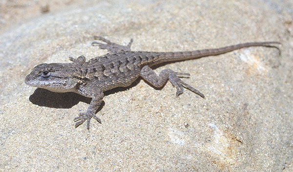 Western Fence Lizard – Cat And Exotic Care, 52% OFF