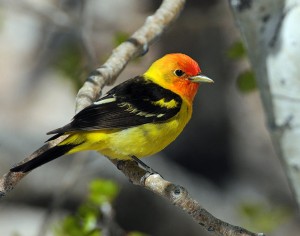 Western Tanager Birds