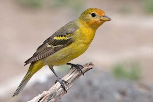 Western Tanager Female