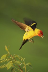 Western Tanager Flying