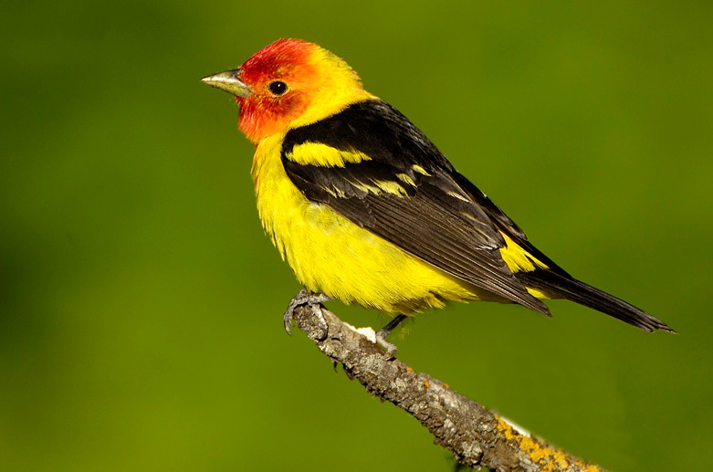 Western Tanager - Coniferous Forest