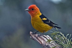 Western Tanager Male