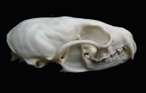 American Marten Skull