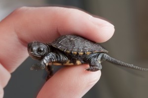 Baby Western Pond Turtle