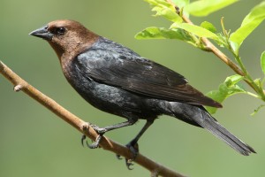 Brown Headed Cowbird Pictures