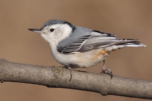 Female White Breasted Nuthatch