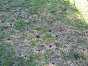 Meadow Vole Holes