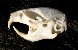 Meadow Vole Skull