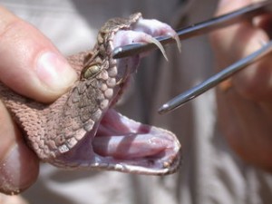 Western Diamondback Rattlesnake Fangs