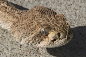 Western Diamondback Rattlesnake Head