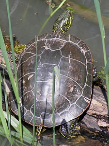 Western Pond Turtle Shell
