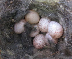 White Breasted Nuthatch Eggs