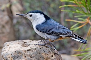 White Breasted Nuthatch Photo