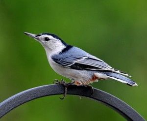 White Breasted Nuthatch Pictures
