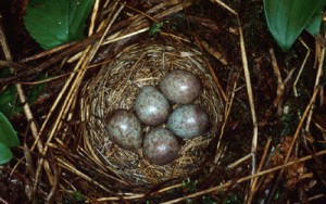 White Throated Sparrow Eggs
