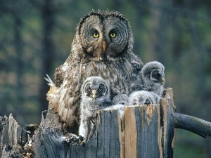 Great Grey Owl Chicks
