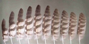 Hawk Owl Feathers