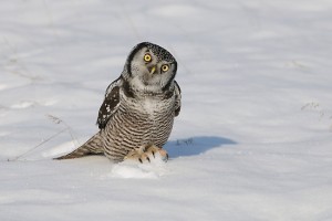 Hawk Owl Images