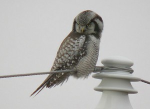Nothern Hawk Owl Pictures