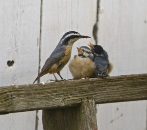 Red Breasted Nuthatch Babies