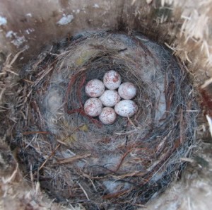 Red Breasted Nuthatch Eggs