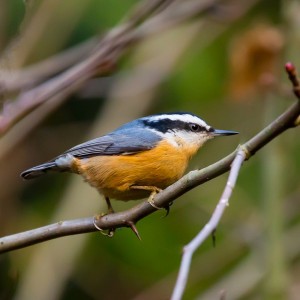 Red Breasted Nuthatch Images