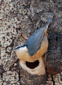 Red Breasted Nuthatch Nest