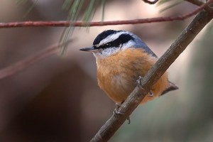 Red Breasted Nuthatch Photos