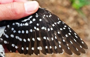 Hairy Woodpecker Feathers