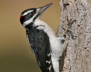 Hairy Woodpecker Images