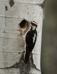 Hairy Woodpecker Nest